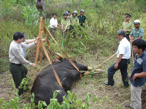 The gayal fell unconscious after it was given tranquilizer shots (Photo: Thanh Nien)